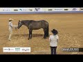 Amateur Showmanship - 2024 AQHA World Championship Show