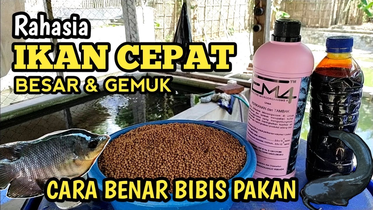 Cara Pembibisan Pakan Ikan Menggunakan Probiotik EM4 Dan Molase - YouTube