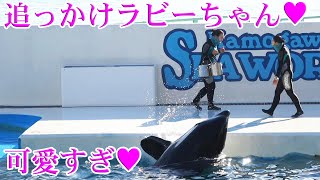 シャチショー後のラビーちゃん可愛すぎて和む～!(^^)! 鴨川シーワールド シ Kamogawa Sea World