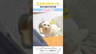 🐈‍⬛ご飯のときだけ甘える白猫 #あげちゃう⭐︎