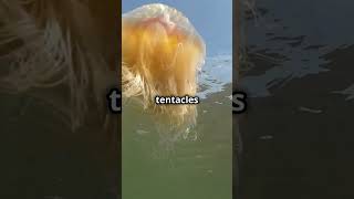 Mind-Blowing Jellyfish Facts: How Big Can They REALLY Grow?!