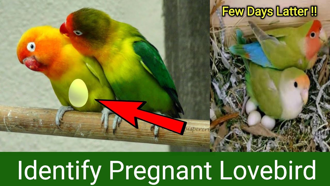 Pregnant Lovebird Signs - YouTube