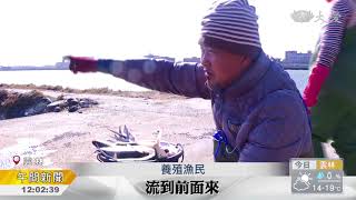 雲林養殖漁業寒冬 千尾虱目魚凍死