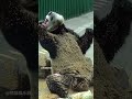 such a naughty kid 大熊猫“震生”孩子静悄悄必定在作妖！ panda パンダ 팬더 大熊猫