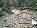 Így kommunikálnak egymás közt a dámok forestcam ls 880 2g sms képküldő vadkamera felvétele