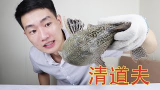 清道夫很難吃嗎生命力有多強？小伙給你徹底測評試吃，果然美味