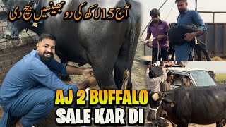 Waqar Bhinder Aj 2 Buffalo Sale Kar Di ☺️☺️