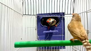 Dream Zebra finch birds | bird songs