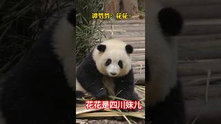 花花还是听得懂四川话，喊他过来就过来。#花花#panda