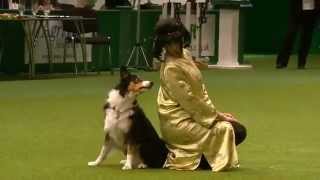 Monika Olsovska Crufts International Canine Freestyle Competition 3rd