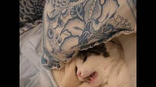 Baby Cats - Cute and Funny Cat Videos Compilation #5 | Happy Pets