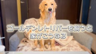 ゴールデンレトリバーの子犬という破壊者【 ゴールデンレトリバー の 子犬 】