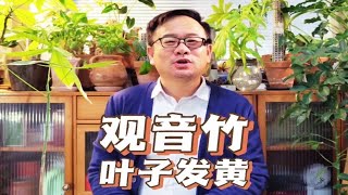 观音竹叶子发黄怎么补救？主要有4个原因，要对症处理