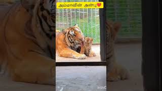 புலி அம்மாவின் அன்பு💞#mother #tiger #protect #love #babytiger #short #shorts #shortfeed