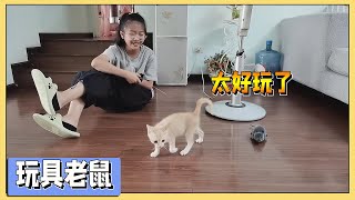 猫怕老鼠？小艾给猫买个老鼠玩具，还模仿猫拉屎，太搞笑了【吃饭睡觉逗艾艾】