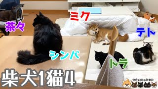 柴犬1匹と猫4匹　多頭飼育は大変だけど毎日癒されます💕