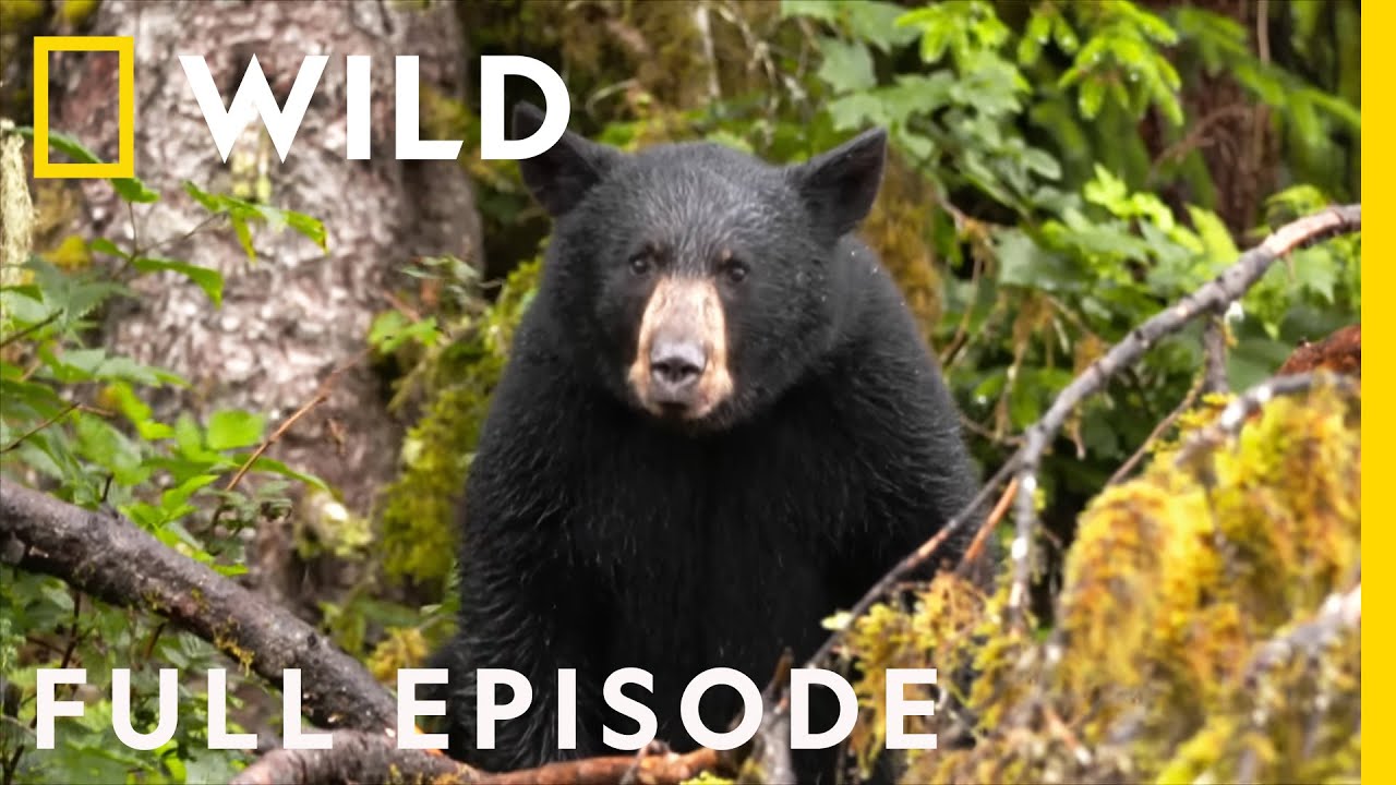 Salmon Slaughterhouse: Black Bear Survival (Full Episode) | Alaska's ...