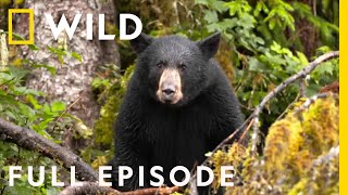 Salmon Slaughterhouse: Black Bear Survival (Full Episode) | Alaska's Grizzly Gauntlet