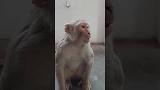 अरे वह यह तो बड़ा शैतान मंकी है #monkey #funny # #comedy