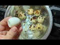 how to peel soft boiled egg not with a spoon debunking egg peeling “hacks”