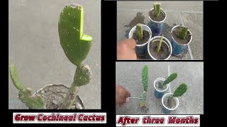 how to grow cochineal cactus from stem cuttings | Opuntia cochenillifera propaga