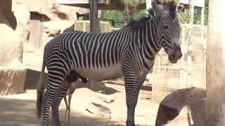 Grevy's Zebra Domo 　グレビーゼブラ　ドモとジェレヌク　San Diego Zoo