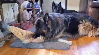 Active Large Dogs in the House - How Do They Act?