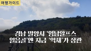 박혜란의 '여행가이드' - 경남 밀양시 ‘영남알프스 얼음골’에는  지금 ‘억새’가 한창입니다