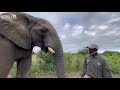 how to distinguish between female and male elephants