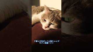 夕暮れ日向ぼっこの猫ちゃんがすごい綺麗-リリ-