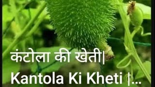 खेक्सा / कंटोला/ कब और कैसे करें कंटोला की खेती| kantola ki kheti