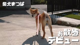 柴犬まつば「お散歩デビュー」