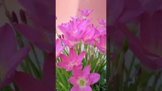 How to get more Flowers on Rain Lily plant/ रेनलिली पौधे पर ढेरों फूल कैसे लाएं #youtubeshortsviral