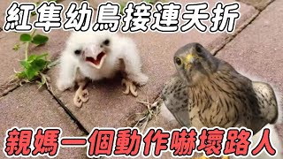 紅隼幼鳥因食物問題接連夭折，親媽為了存活竟對幼鳥做出這種事，路人見狀嚇得直報警#紅隼#紀錄片#鳥類#奇蹟#不可思議#震驚#溫暖治愈