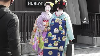 京都・祇園　紅葉の花見小路を行く舞妓さんたち（亜佐子さん　槇沙子さん）　Maiko under the autumn leaves , Gion, Kyoto