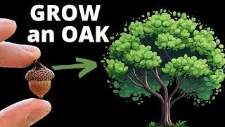 How to Grow an Oak Tree from an Acorn – Fun \u0026 Easy Guide!