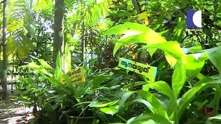 1500 of Rare Ayurvedic Medicinal Plants in Narendran's Nursery | HARITHAM SUNDHARAM 03-06-2016