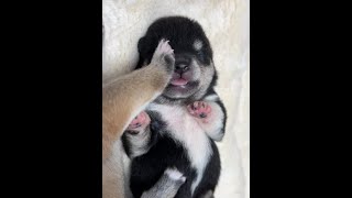 小柴犬和小柴犬的奇怪睡姿 /柴犬/ /柴犬幼犬/ /豆柴/ #柴犬 #豆柴 #柴犬宝宝 #你养狗了没有