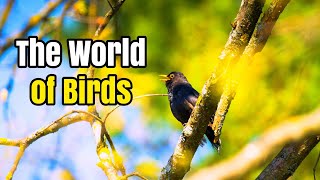 Discover the Most Beautiful Birds in the World | Stunning Bird Species and Sounds