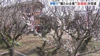 竜が横たわる姿…菅原道真ゆかりの天然記念物「臥竜梅」が見頃 三重県伊勢市