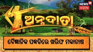 ବୈଜ୍ଞାନିକ ପଦ୍ଧତିରେ ଖରିଫ ମକାଚାଷ | ANNADATA | NEWS18 ODIA