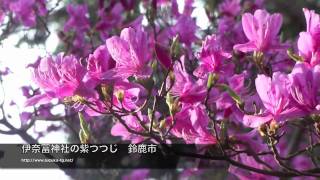 伊奈冨神社の紫つつじ 　鈴鹿市　2011年4月8日