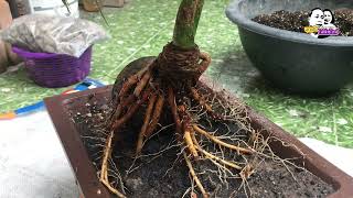 Coconut bonsai, changing pots, ready to show