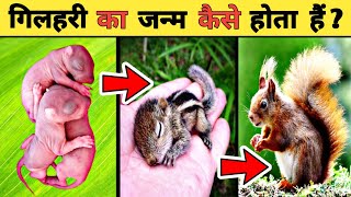 गिलहरी का जीवन चक्र | Squirrel Life Cycle Video | Life Cycle Of Squirrel In Hindi | Country Darshan