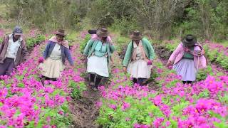 Women Farmers and Andean Seeds: Shaping Futures in Peru