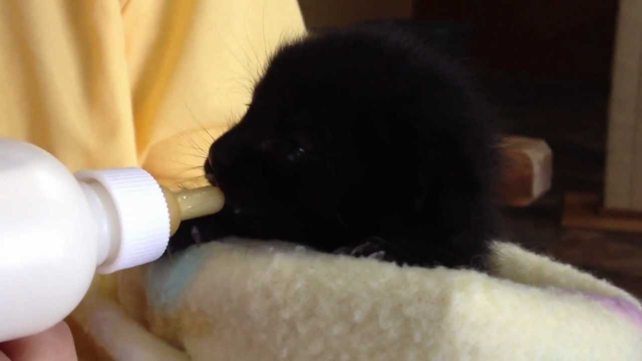 2-week-old Kitten Bottle Feeding - YouTube