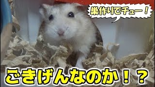 ハムスター飼育記 ⑰床材かえてみた