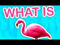 What Is Flamingo?