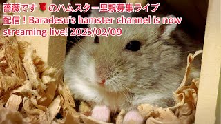 薔薇です🌹のハムスター里親募集ライブ配信！Baradesu's hamster channel is now streaming live! #薔薇です🌹 #baradesu 2025/02/09