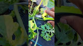 Pruning Watermelon Plant for Faster and better PRODUCTION 🍉 !  #watermelon #gardening #viral